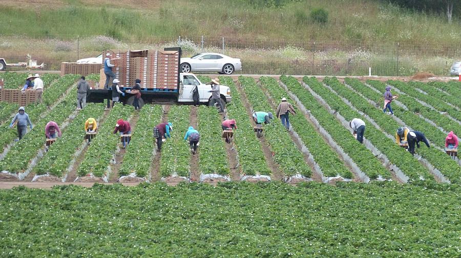 Image of people working on a farm.