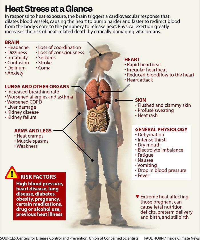 Illustration showing heat stress on human body