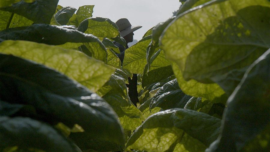 person in the background of vegetation