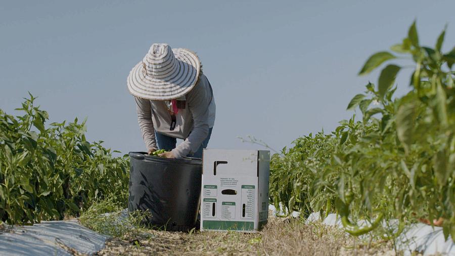 Person working in a field