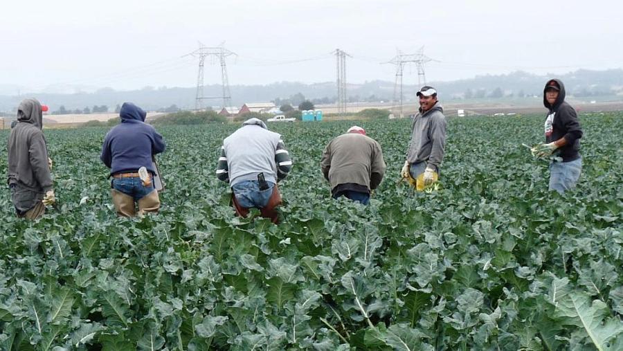 Workers harvest cauliflower in California's Salinas Valley.