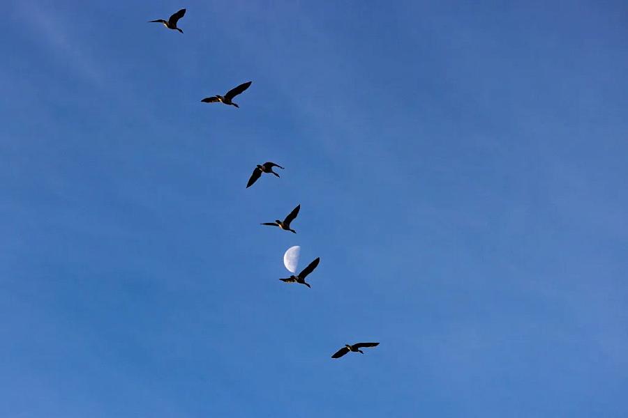 Image of birds flying