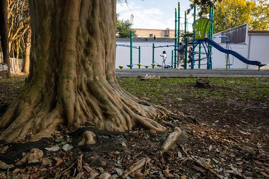 Tree stem and people playing in the background