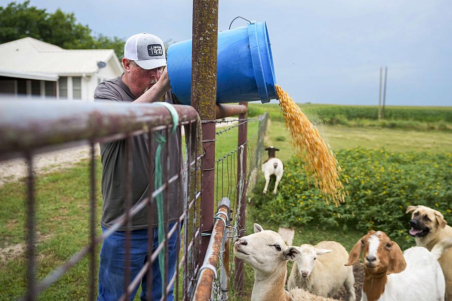 Image of a person feeding goats