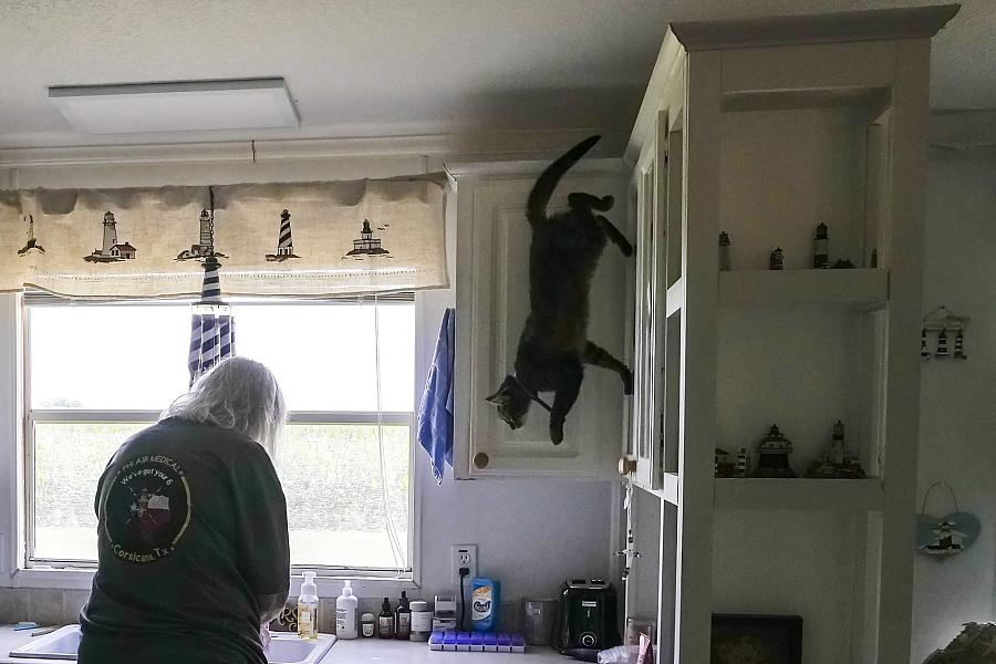 Image of a person in the kitchen with cat