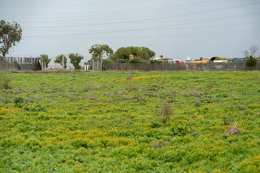 Vacant lot with wildflowers near fenced industrial area.