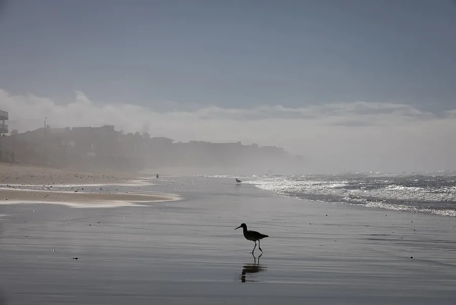 Bird walking on a beach