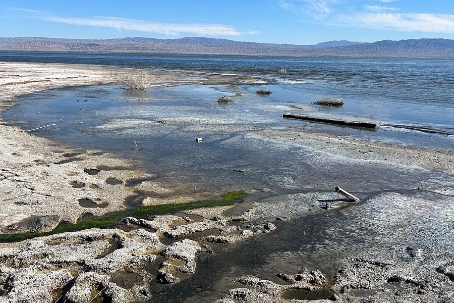 Photo of shore of the Salton Sea.