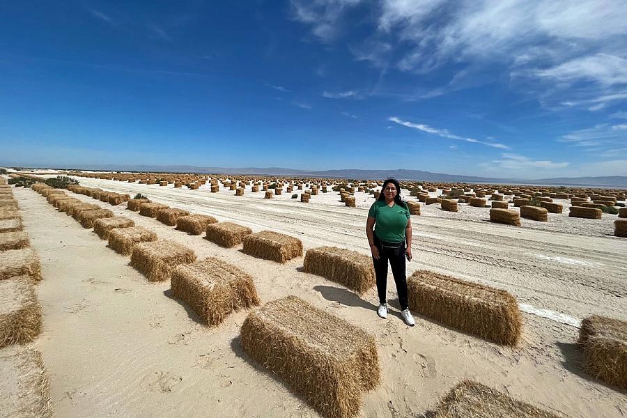 Image of a person standing on the shore of salton sea where hay bales are placed to mitigate dust.