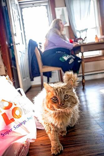 Fluffy cat walks toward camera as woman sits at table.