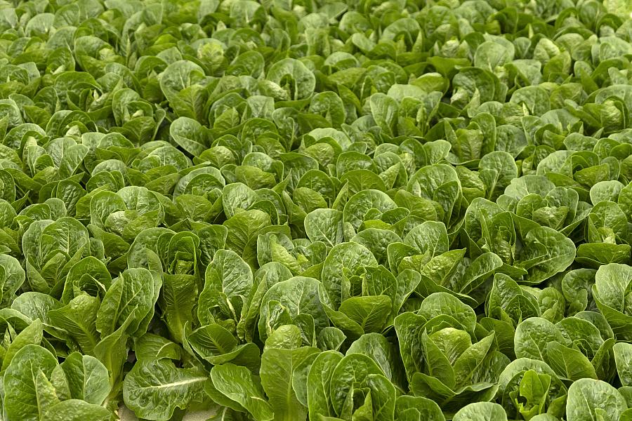 Rows of bright green lettuce growing in a field.