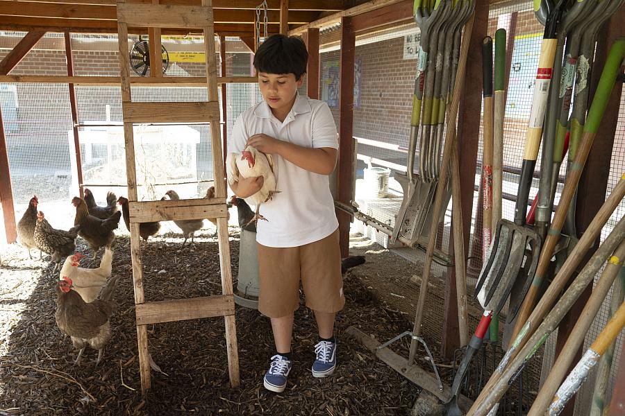 A boy holds a chicken inside a school coop surrounded by hens and garden tools.