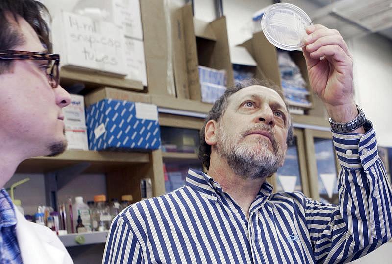 Dr. Marc Orbach, right, examines a culture plate for single bacterial colonies as student researcher Jesse Lewis, left, watches in Orbah's lab at the University of Arizona in Tucson. Orbach has developed a vaccine that has already protected mice from valley fever and will next test it in dogs. [Photo by Ron Medvescek/Arizona Daily Star.]