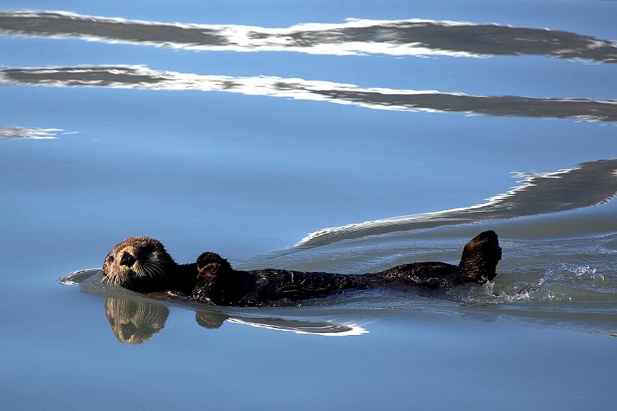 A sea otter floating