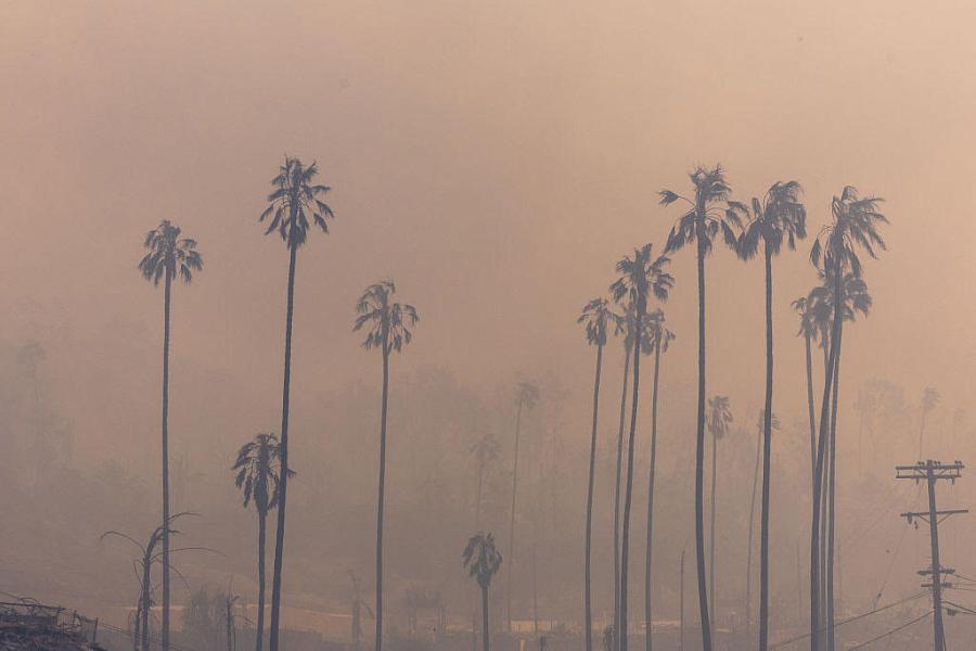 Smoke and trees