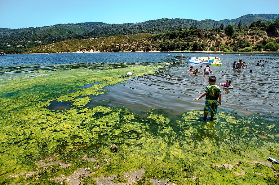 Children play in water infested with blue-green algae at Silverwood Lake in San Bernardino County.