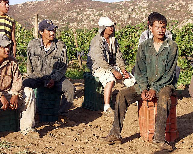 Grape workers