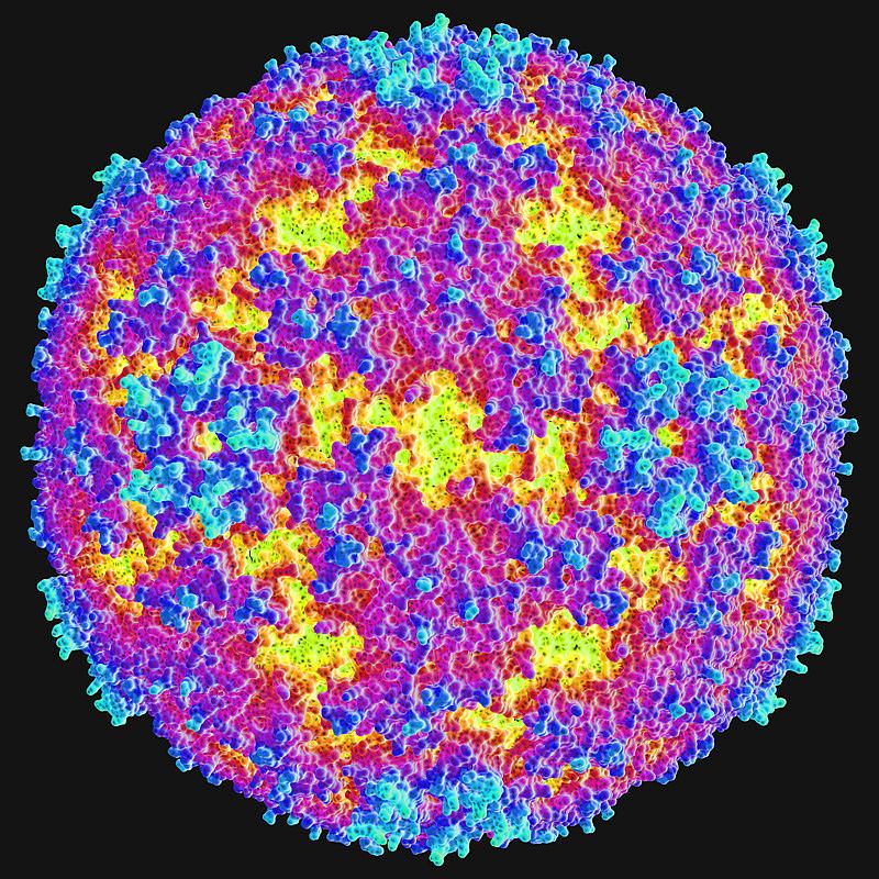 An image of an enterovirus.