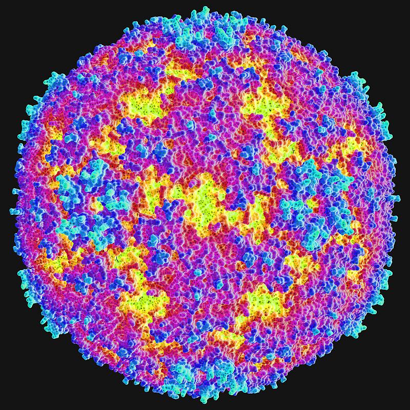 An image of an enterovirus. An image of an enterovirus.