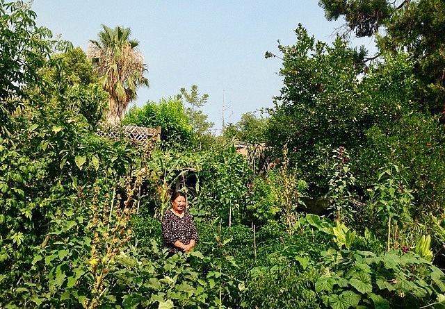 Mo Chao Yang sits in her garden in North Sacramento, remembering the ways she survived the secret war in Laos. (Photo by Scott T