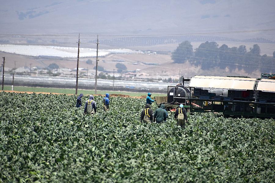 Agricultural workers in Santa Barbara County. 