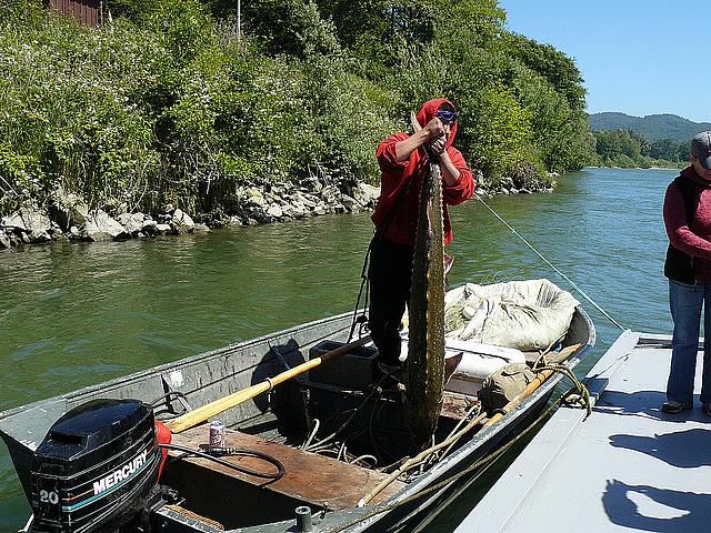 A member of the Yurok tribe pulls in a sturgeon on the Klamath River.