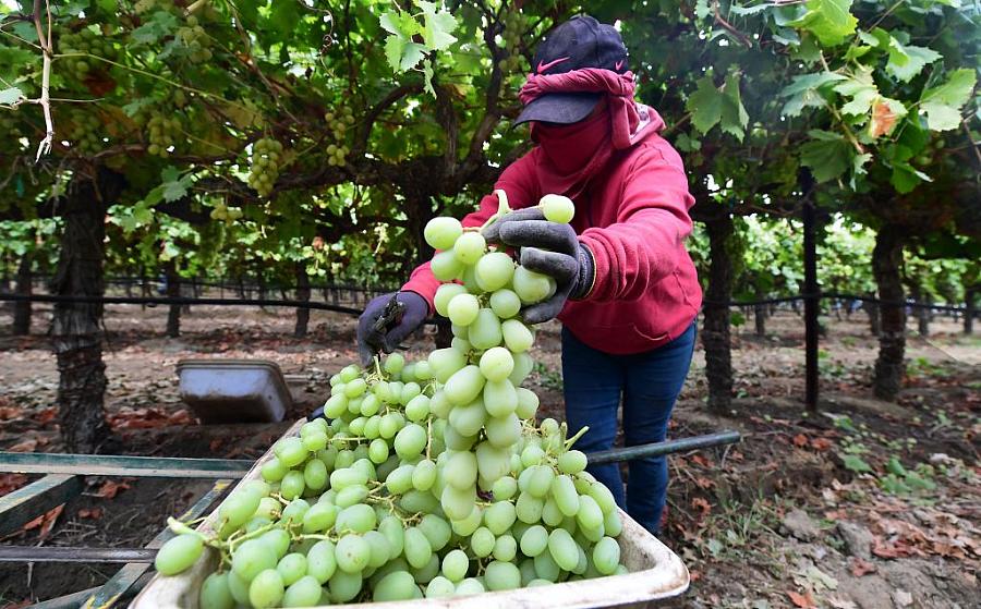 A farmworker picks grapes during the October harvest in the Kern County town of Lamont, California.