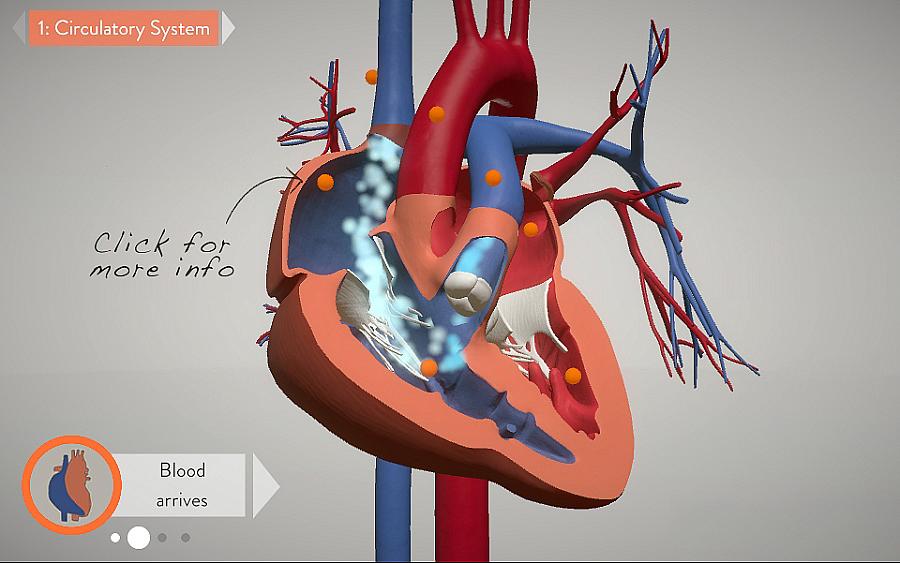A graphic from a new interactive visualization of the heart.