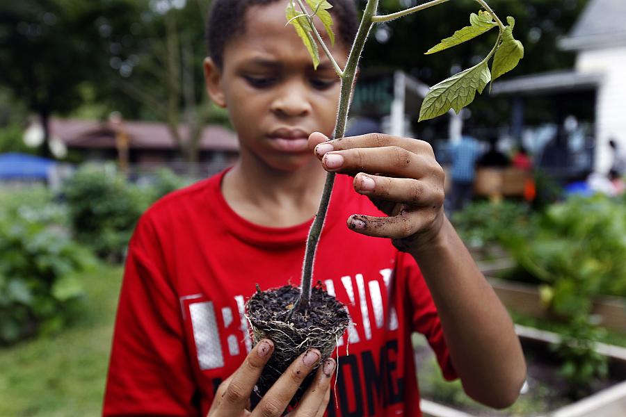 Emmanuel Johnson, 12, readies a vegetable for planting at Milwaukee's "We Got This" summer garden program.