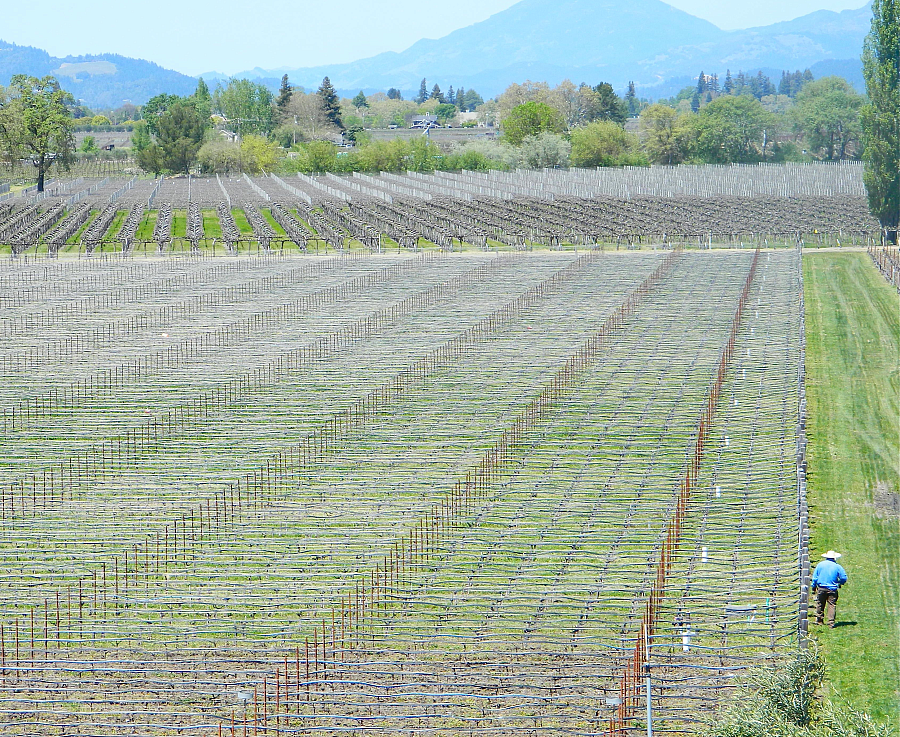 A worker in a Napa Valley vineyard.