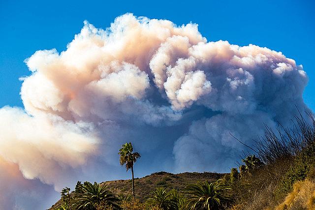 A lone palm tree against the smoke of the Woolsey Fire.