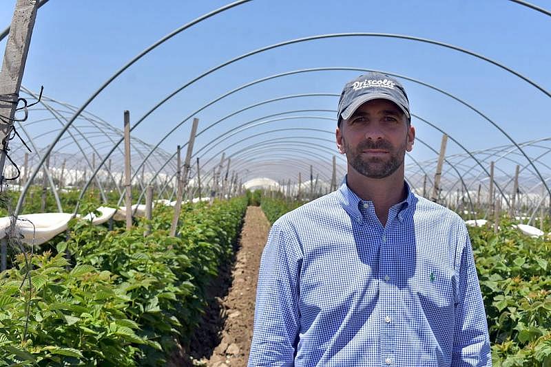 Andrew Rice, vice president of production at Reiter Affiliated Companies, stands in a Santa Maria raspberry field. (Brooke Holland / Noozhawk photo)