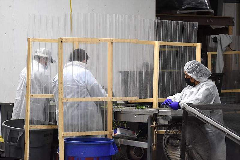 Employees at Casitas Farm process cannabis plants in the Carpinteria Valley on June 1 with dividers between work areas. (Brooke Holland / Noozhawk photo)