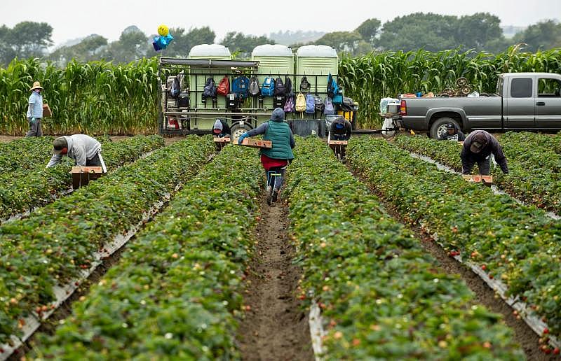 Farmworkers pick strawberries in Watsonville, Calif., as their backpacks hang nearby three portable restrooms. David Rodriguez/The Salinas Californian & Catchlight