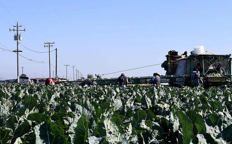 Domestic farmworkers pick and pack cauliflower. Oct.14, 2019. Kate Cimini/ The Salinas Californian
