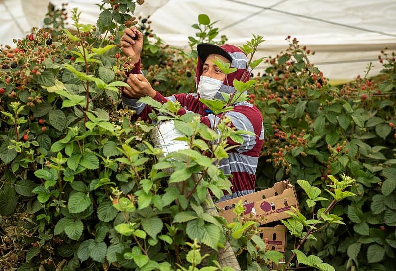 A farmworker wearing a face mask picks raspberries in Watsonville, Calif. David Rodriguez/The Salinas Californian & Catchlight A farmworker wearing a face mask picks raspberries in Watsonville, Calif. David Rodriguez/The Salinas Californian & Catchlight