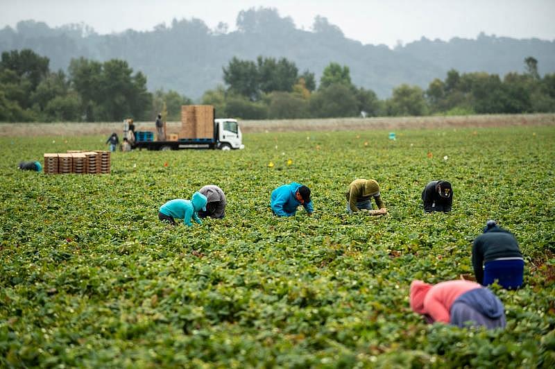 A row of five farmworkers pick strawberries in synchrony near two others in Watsonville, Calif. All of them are wearing long sleeves to protect their skin from the elements. David Rodriguez/The Salinas Californian & Catchlight