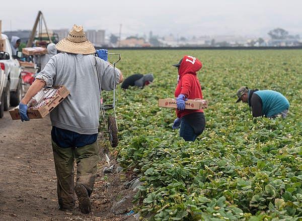 A farmworker holds a box of strawberries with his left hand and a one wheel cart with his right as he walks to get another empty box in Watsonville, Calif., on Wednesday, July 29, 2020. David Rodriguez/The Salinas Californian & Catchlight