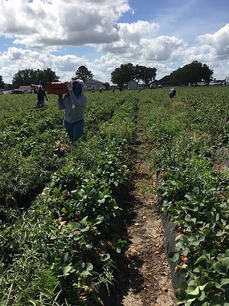 Luz Vazquez Hernandez, 18, trabaja en el campo de fresas cerca de su hogar en Mulberry, Florida. Ella trabajo durante el tiempo que estuvo estudiando en la escuela secundaria. Courtesy of Luz Vazquez Hernandez