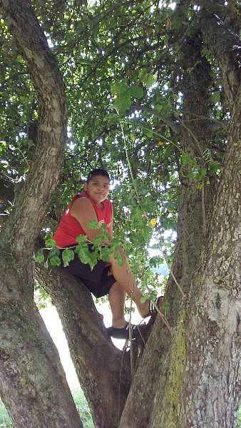 In his hunt for a better signal, Brandon Garcia, 13, a Plant City migrant student, often took his virtual classes early in the pandemic while perched in this apple tree in rural Michigan, where the family works during blueberry season.
