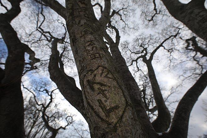 Warn and faded carvings in an older Magnoia tree in Highland Park speak to loves past and present in Rochester Wednesday, Feb. 15, 2022. Shawn Dowd, Democrat And Chronicle