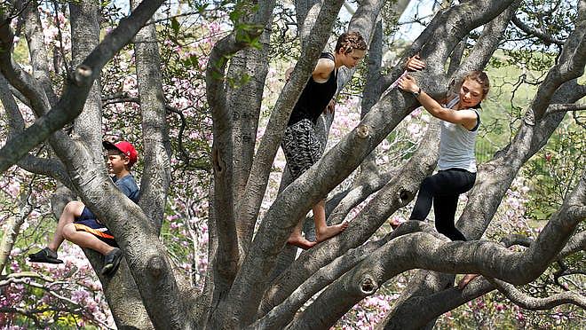 The Grimaudo siblings of Churchville climb one of the large magnolia trees in Highland Park on the opening day of the Lilac Festival. They are from left, Josh, 9, Abby, 14, and Jenn, 12. Annette Lein/@bikebizzle/STAFF PHOTOGRAPHER