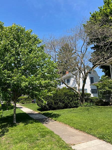 Tree Stories: Roslyn Street. "It’s particularly impressive when it’s blooming in the summertime," KP said. JUSTIN MURPHY