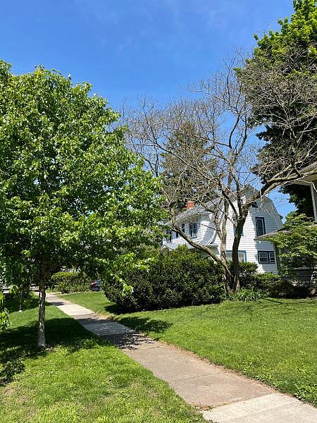 Tree Stories: Roslyn Street. "It’s particularly impressive when it’s blooming in the summertime," KP said. JUSTIN MURPHY Tree Stories: Roslyn Street. "It’s particularly impressive when it’s blooming in the summertime," KP said. JUSTIN MURPHY