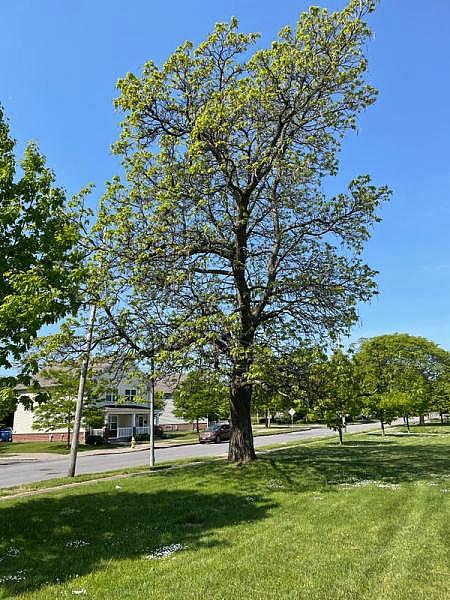 One storyteller grew up with 14 siblings on Troup St. The man's father planted a tree in the front yard for the family to play around. JUSTIN MURPHY