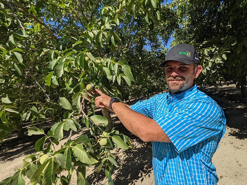 Kerry Klein / KVPR Christopher Frith, who grows nuts and grapes in Caruthers, uses burning to dispose of seasonal prunings and limbs lost from winds and disease.