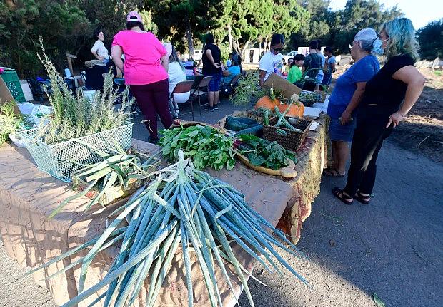 Customers browse through some of the vegetables and herbs grown at the the Lopez Urban Farm during the of launch of the daily farmers market, Bodega Comunitaria, in Pomona on Wednesday, Aug. 17, 2022. (Photo by Will Lester, Inland Valley Daily Bulletin/SCNG) Customers browse through some of the vegetables and herbs grown at the the Lopez Urban Farm during the of launch of the daily farmers market, Bodega Comunitaria, in Pomona on Wednesday, Aug. 17, 2022. (Photo by Will Lester, Inland Valley Daily Bulletin/SCNG)