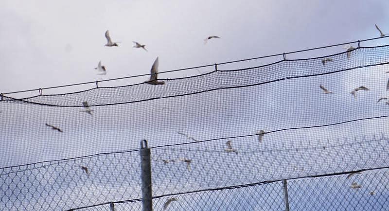 Gulls congregate and potentially exchange germs at a landfill in Nome, Alaska. (Yereth Rosen)