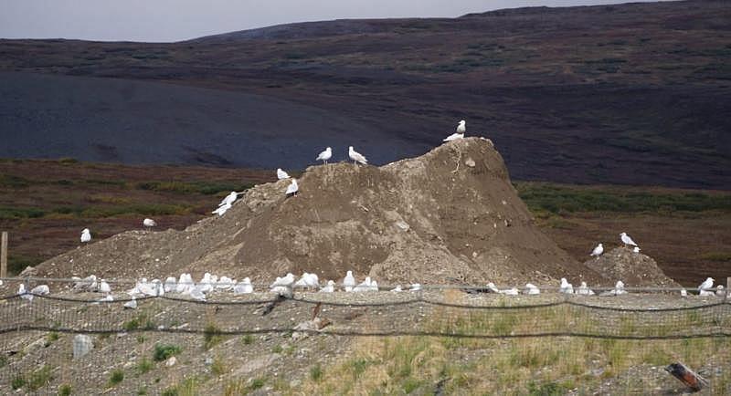 Gulls congregate and potentially exchange germs at a landfill in Nome, Alaska. (Yereth Rosen)