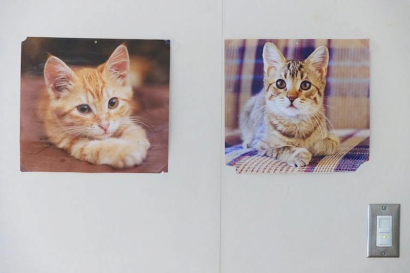 Greta Johnson hung pictures of cats in Jack’s room at Mary Bridge Children’s Hospital in Tacoma. Her son loves cats, long walks, car rides and cheeseburgers. (Erika Schultz / The Seattle Times)